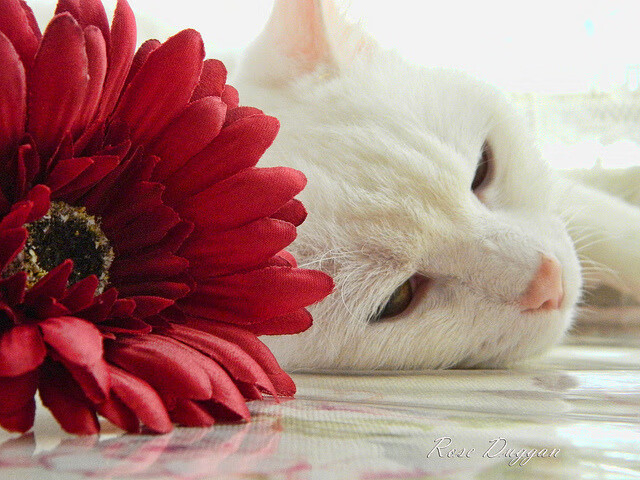 德甲“火力全开”:多特蒙德鬼魅反击依旧震撼